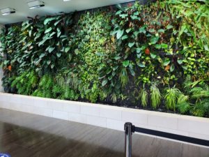 interior plantscaping living green wall with topical green plants in commercial building