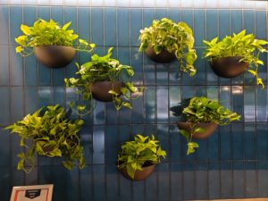 interior plantscaping hanging plants in wall sconces with golden neon pothos